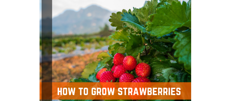 How To Grow Strawberries - A Complete Guide