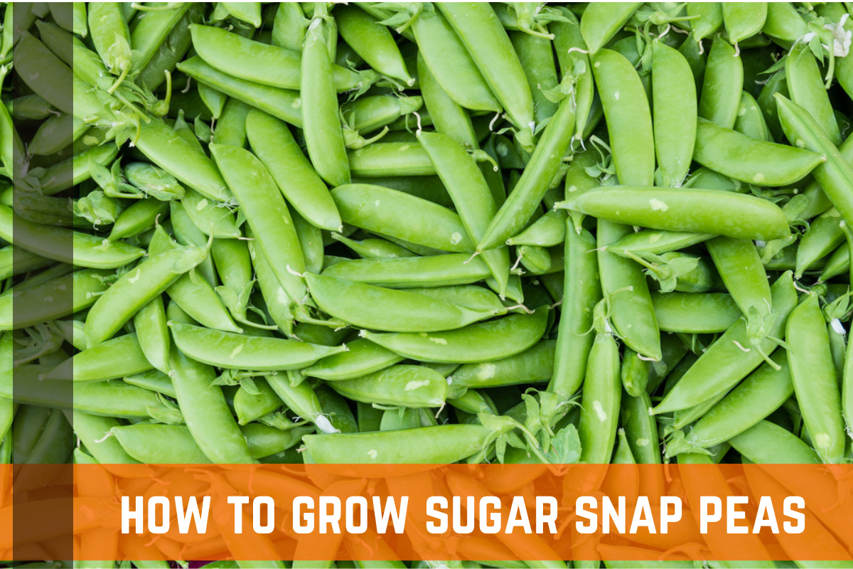 Sugar Snap Peas 101: How To Plant, Grow, & Harvest