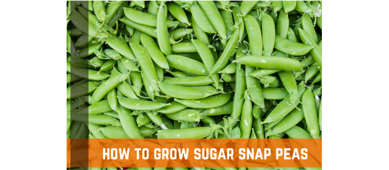 Sugar Snap Peas 101: How To Plant, Grow, & Harvest