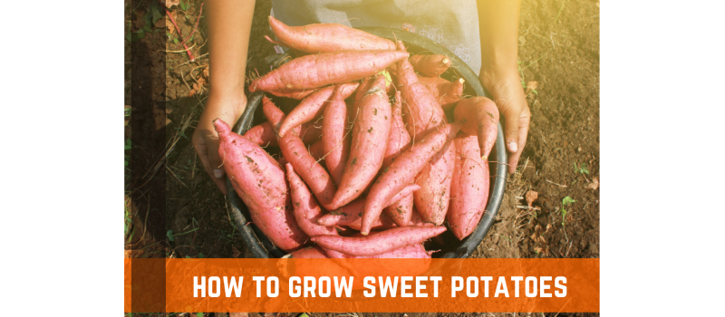 How To Grow Sweet Potatoes: A Complete Guide
