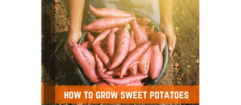 How To Grow Sweet Potatoes A Complete Guide Farm Plastic Supply