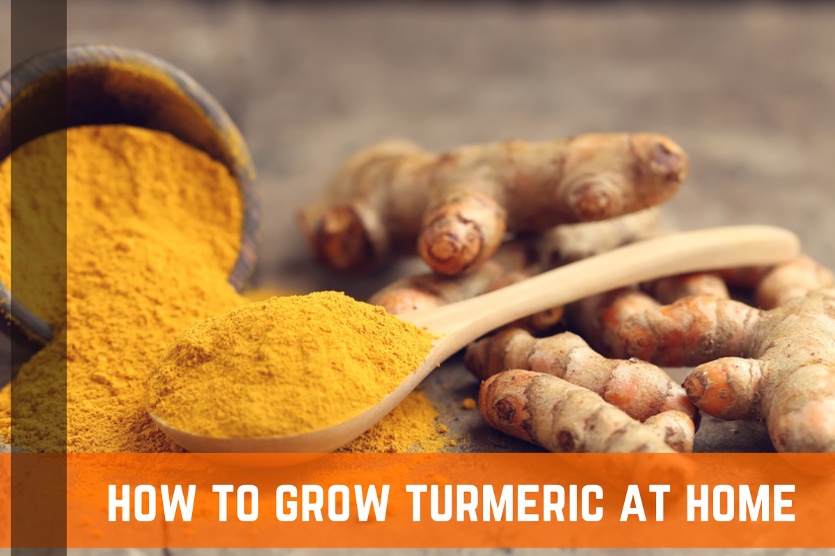 How To Plant & Grow Turmeric