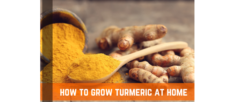 How To Plant & Grow Turmeric