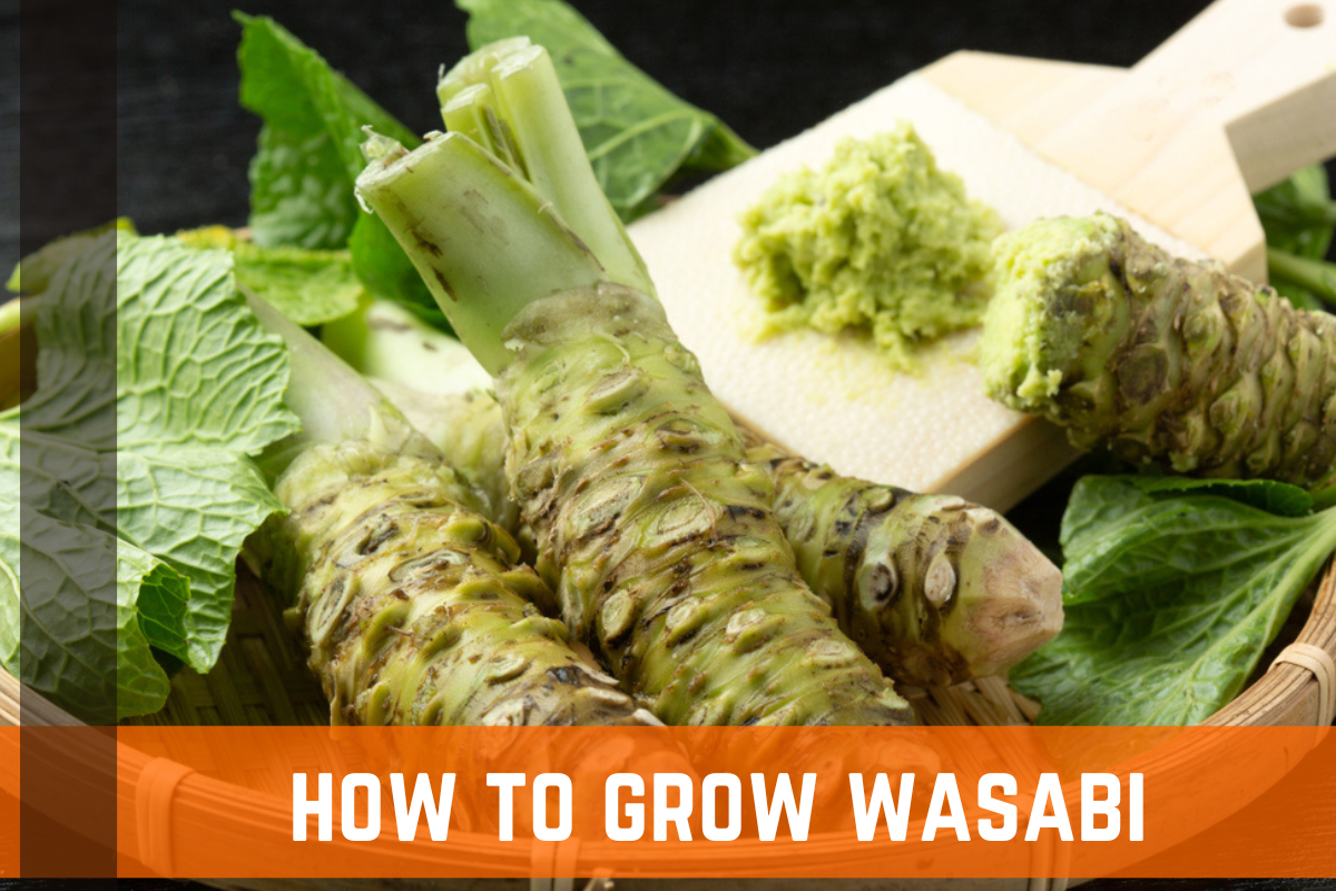 How To Grow Wasabi: Complete Guide & Info