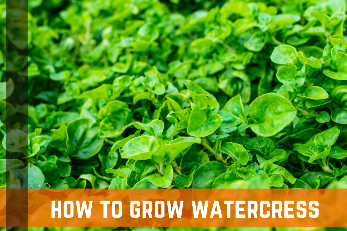 How To Grow Watercress Indoors & Outdoors