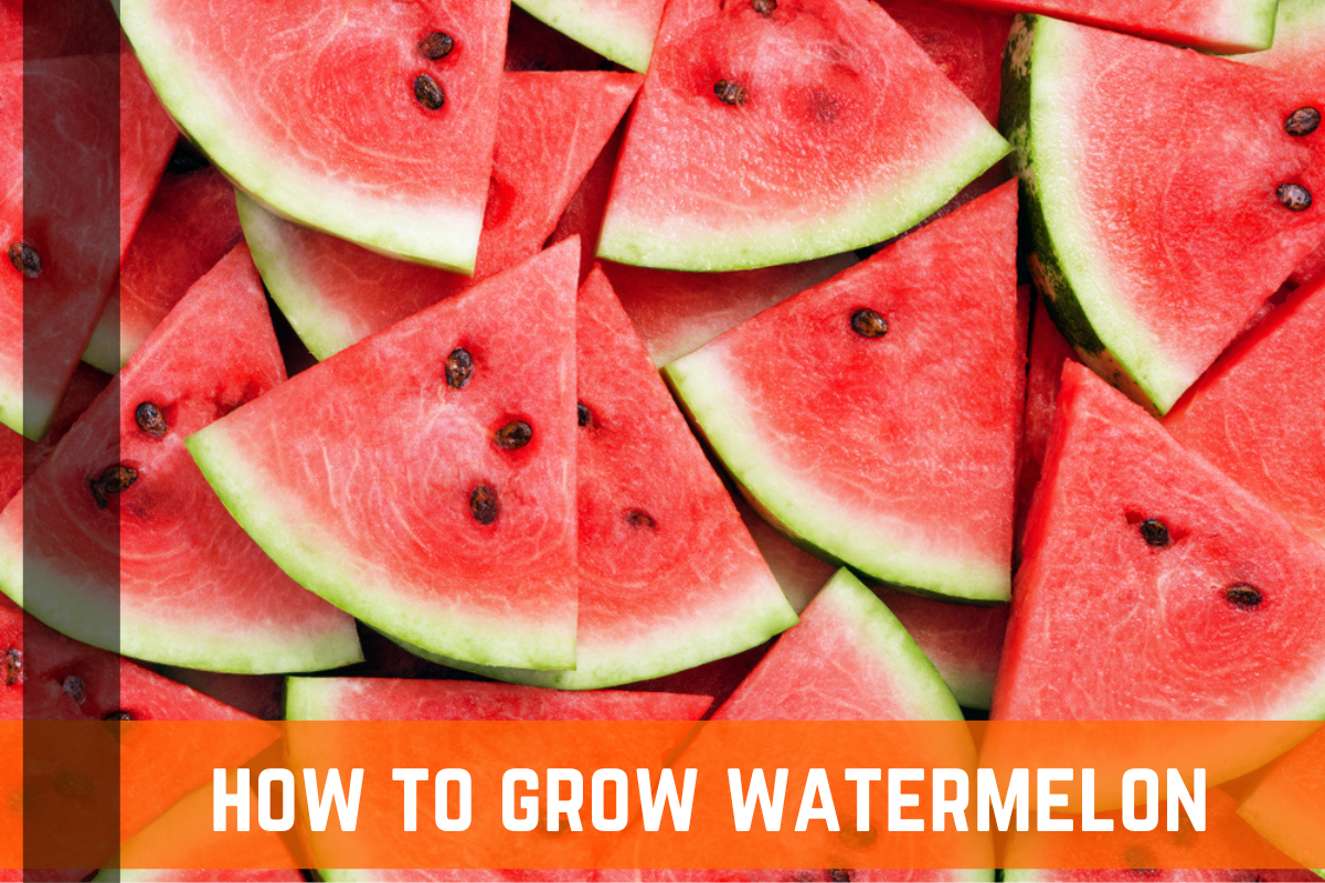 How To Grow Watermelon - Growing Conditions & Tips