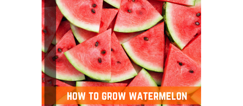 drought resistant watermelon