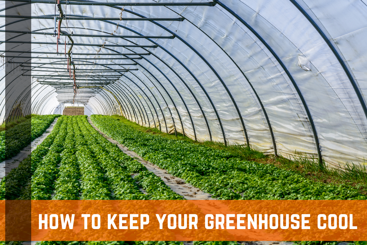 How To Keep Your Greenhouse Cool