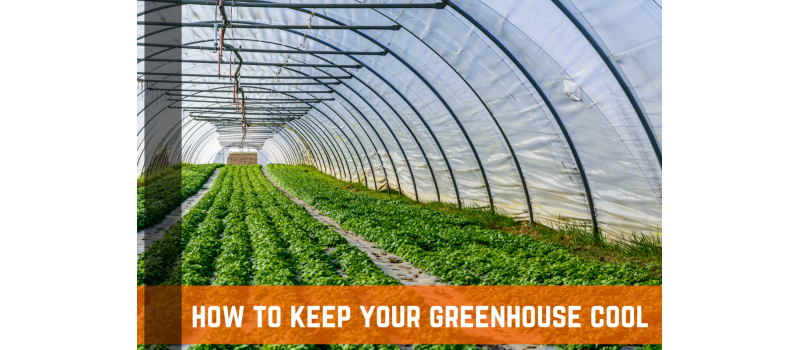 How To Keep Your Greenhouse Cool