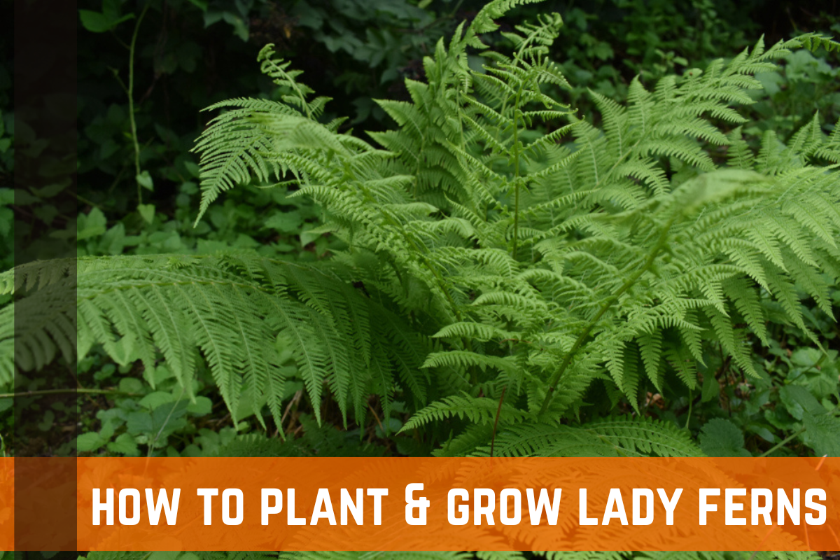 How To Grow & Care For Lady Ferns