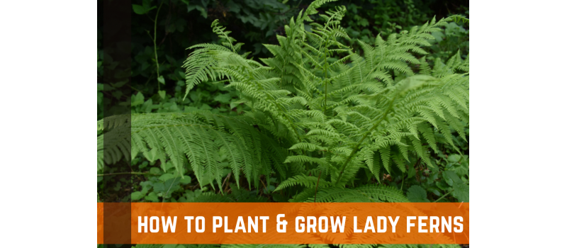 How To Grow & Care For Lady Ferns