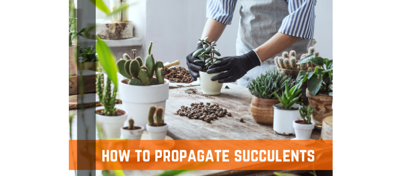 How To Propagate Succulents - A Complete Guide