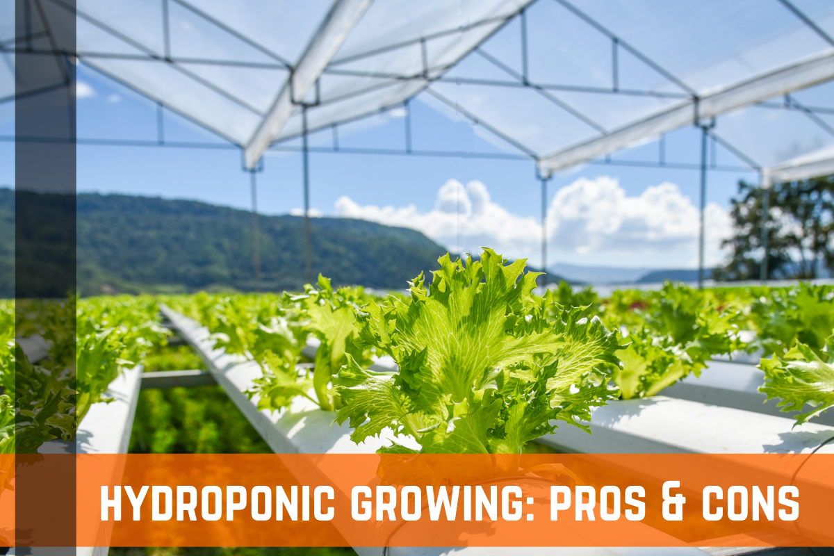 Hydroponic Growing: Benefits, Pros VS Cons