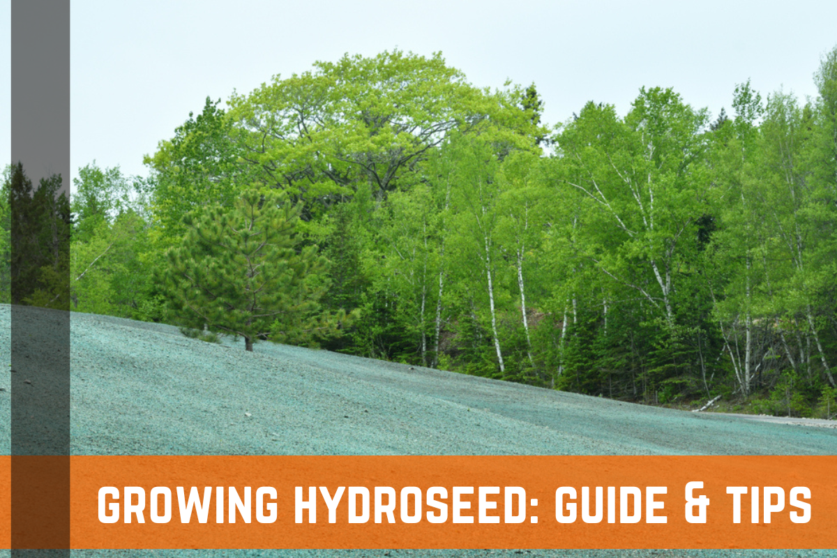 How Long Does It Take For Hydroseed To Grow? 