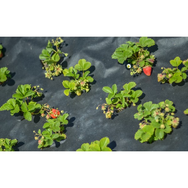 3' 6' Wide NonWoven Landscape Fabric Landscaping Fabric for Sale