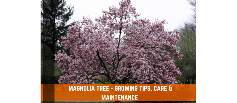 Magnolia Flowers - Growing Tips, Care & Maintenance