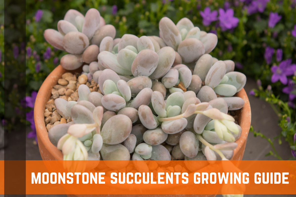 Moonstone Succulents (Pachyphtum Oviferum): Growing Guide