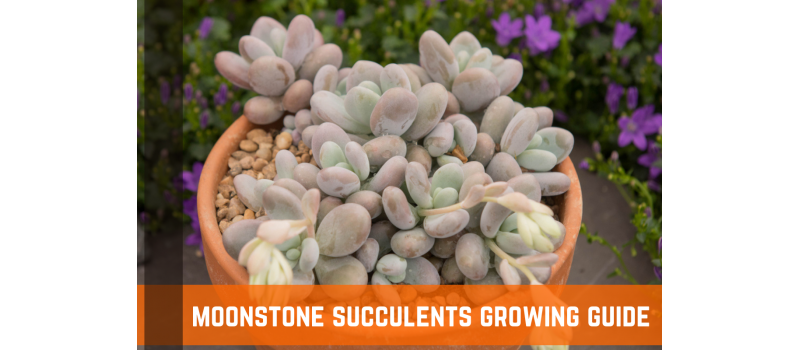 Moonstone Succulents (Pachyphtum Oviferum): Growing Guide