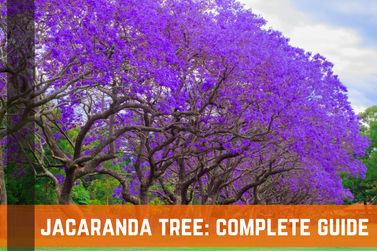 Jacaranda Tree: Complete Growing & Care Guide