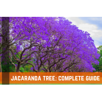 Jacaranda Tree: Complete Growing & Care Guide | Farm Plastic Supply