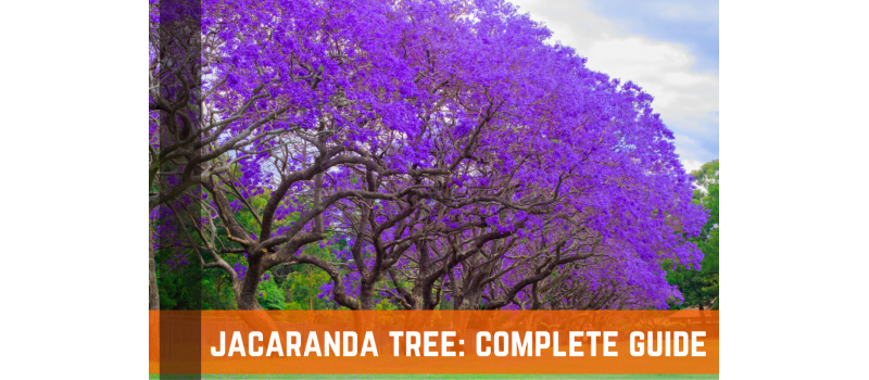 Jacaranda Tree: Complete Growing & Care Guide