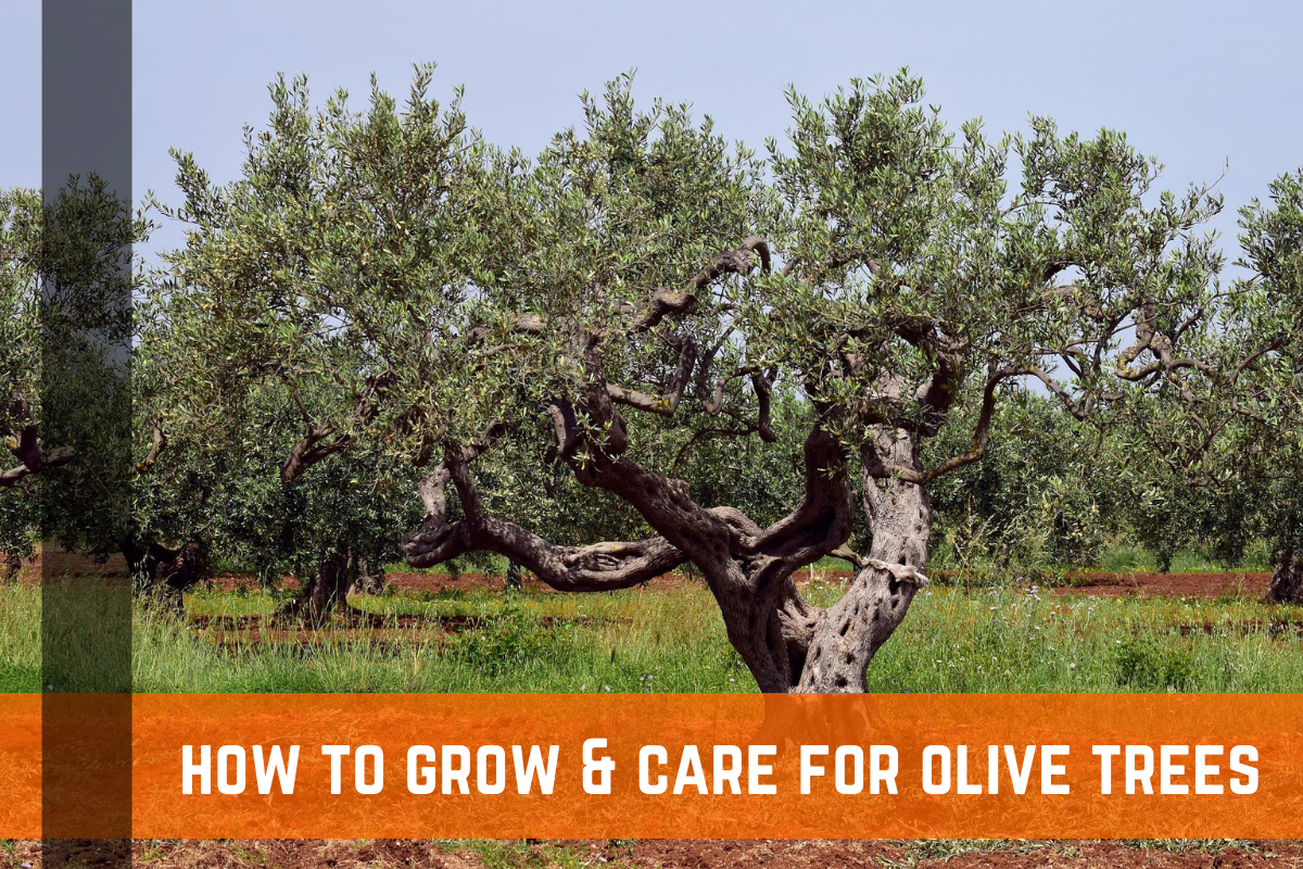 How To Grow & Care For Olive Trees