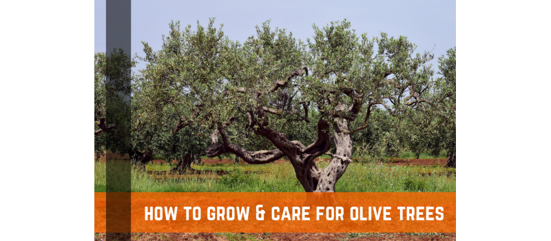 How To Grow & Care For Olive Trees
