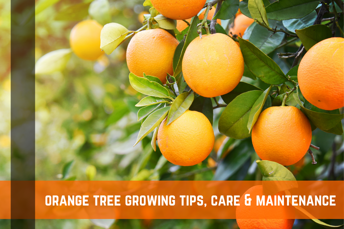 Orange Tree - Growing Tips, Care & Maintenance