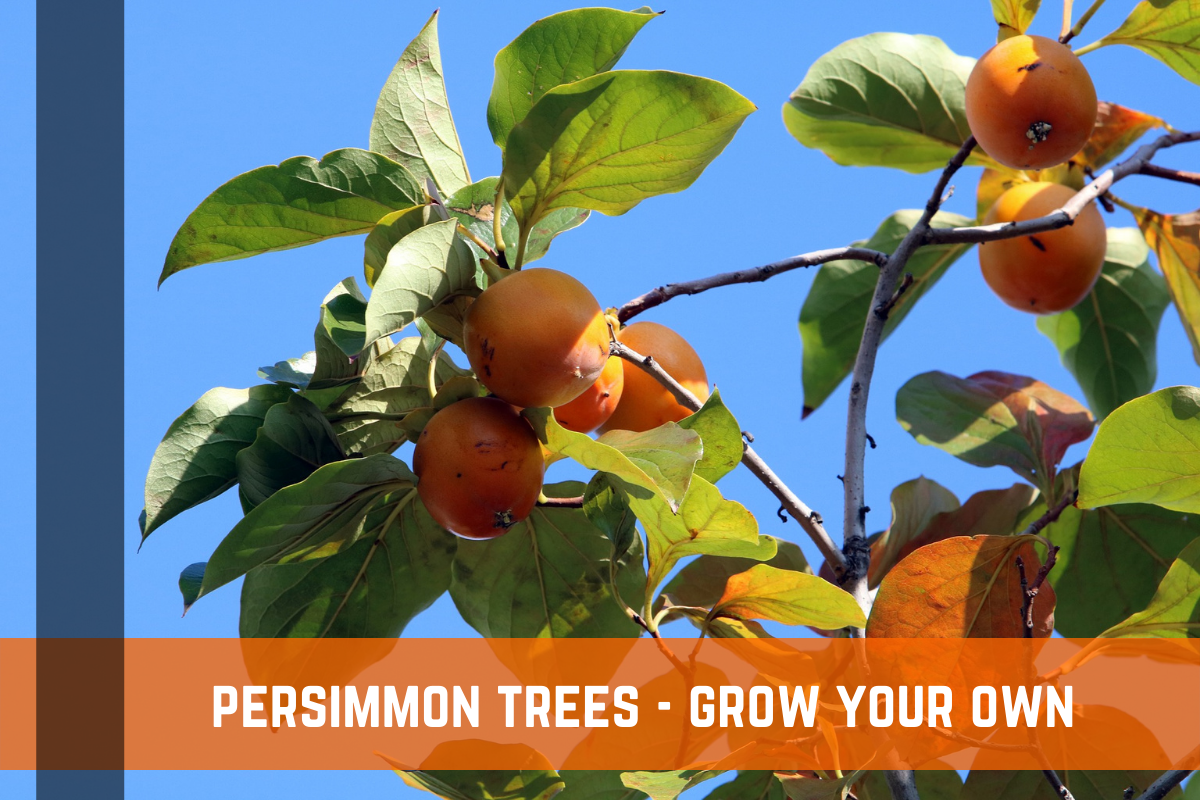 Persimmon Tree - Learn How To Grow Persimmon Trees
