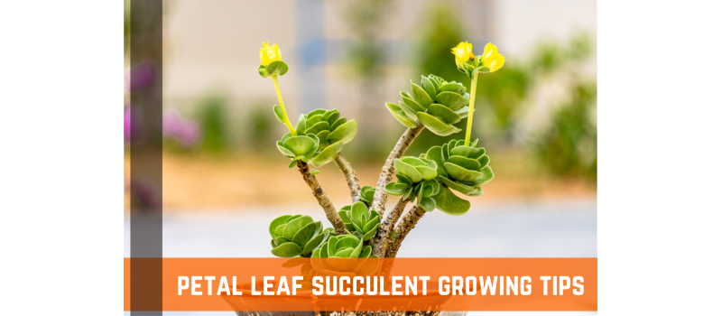 Petal Leaf Succulent (Portulaca Molokiniensis) - Growing Tips & Plant Care
