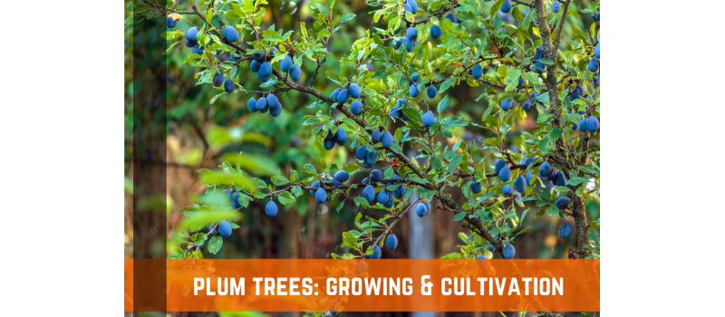 Plum Tree: Planting, Growing, Harvesting