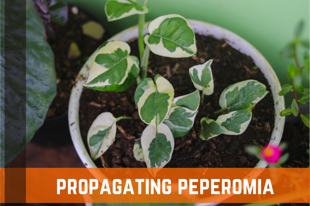 How To Propagate and Grow Peperomia Plants