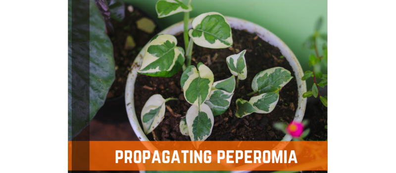 How To Propagate and Grow Peperomia Plants