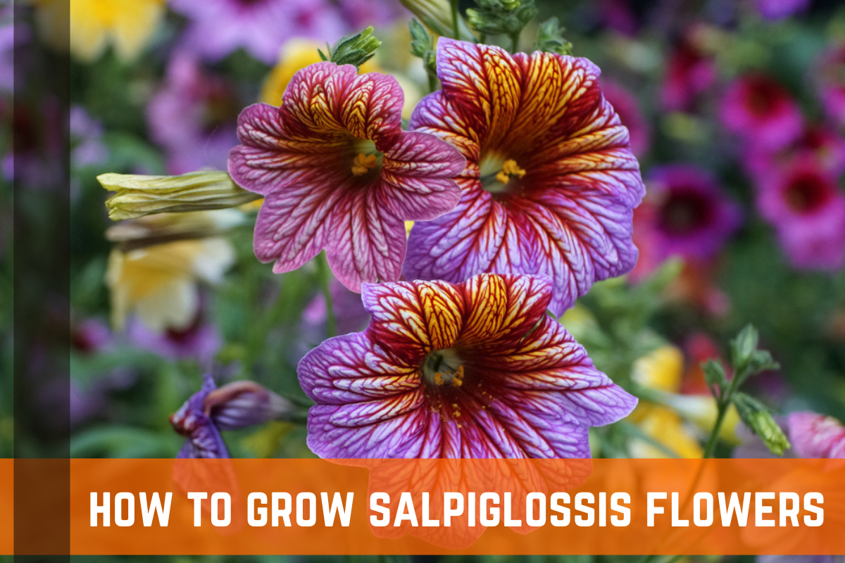 How To Grow Salpiglossis "Painted Tongue Flower": Complete Guide