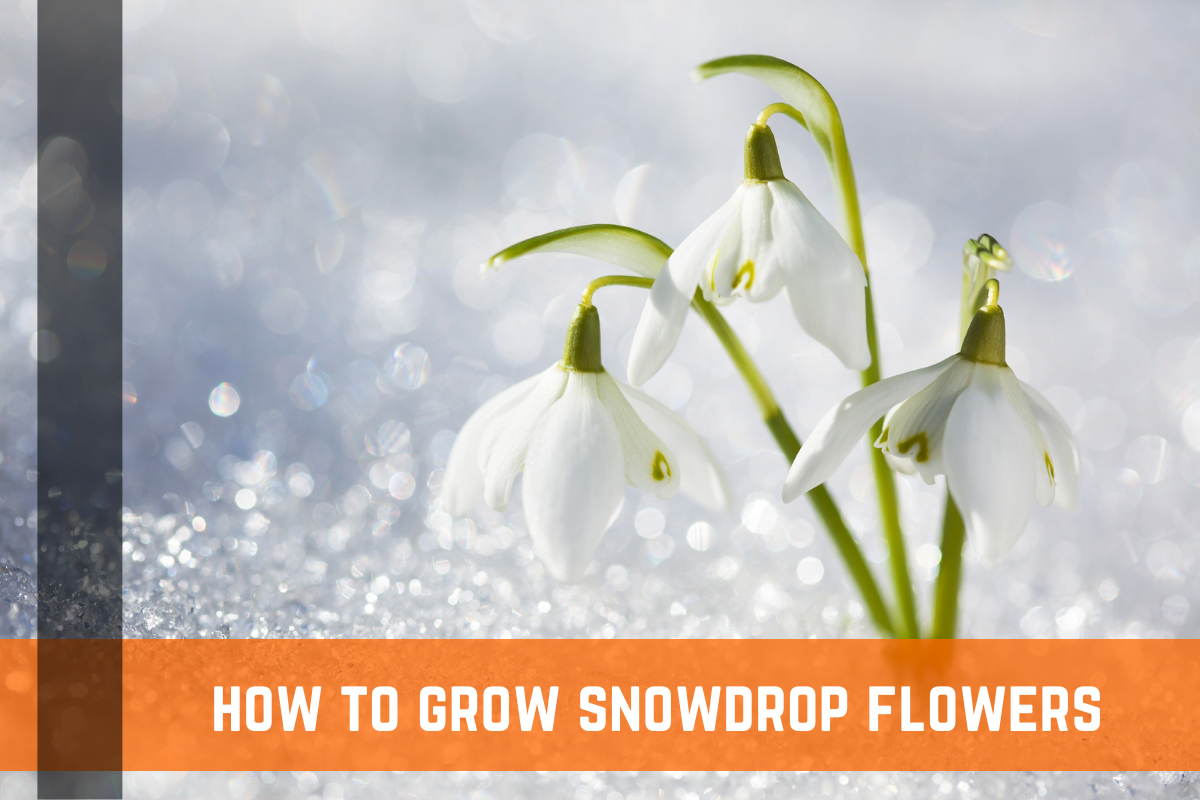 How To Grow Snowdrop Flowers