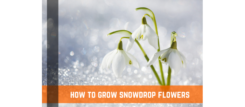 How To Grow Snowdrop Flowers