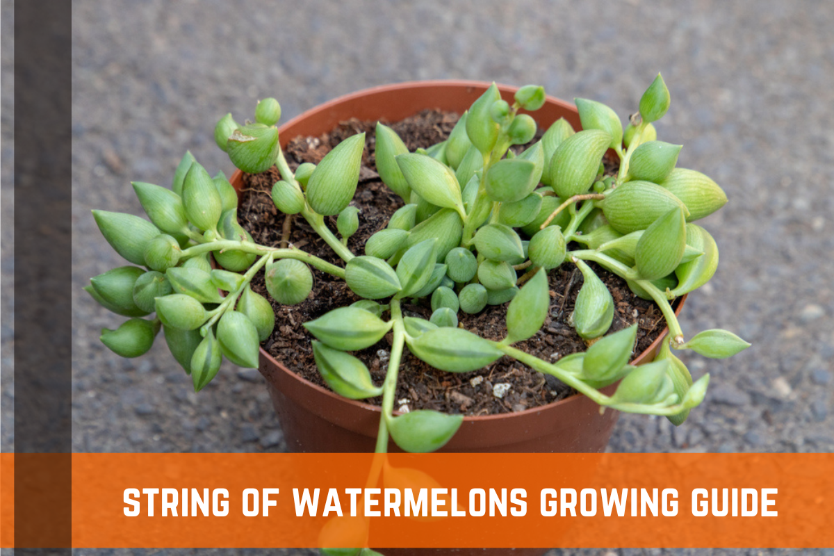 String Of Watermelons (Senecio Herreianus): Facts & Growing Guide