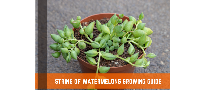 String Of Watermelons (Senecio Herreianus): Facts & Growing Guide