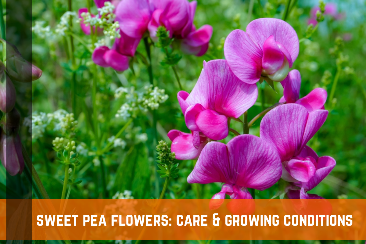 Sweet Pea Flower: Varieties, Growing Conditions, and Care