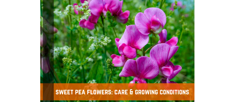 Sweet Pea Flower: Varieties, Growing Conditions, and Care