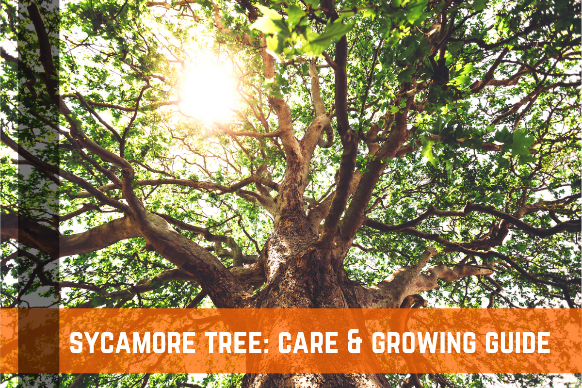 Sycamore Tree: Plant Care & Growing Guide