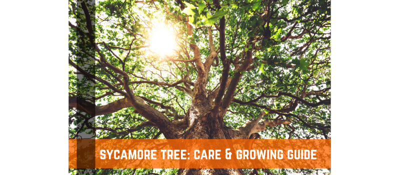 Sycamore Tree: Plant Care & Growing Guide