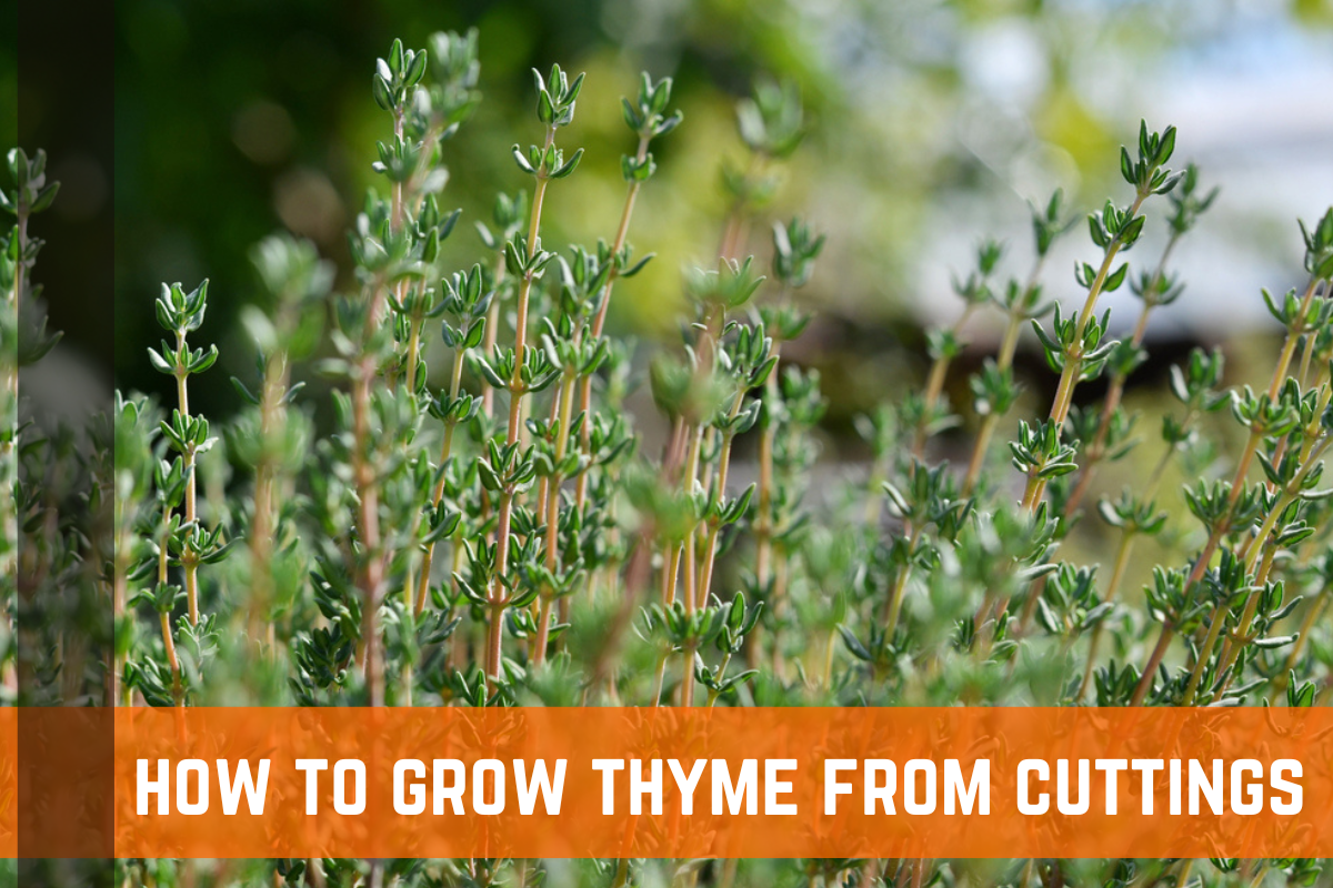 Growing Thyme From Cuttings: Guide & Tips