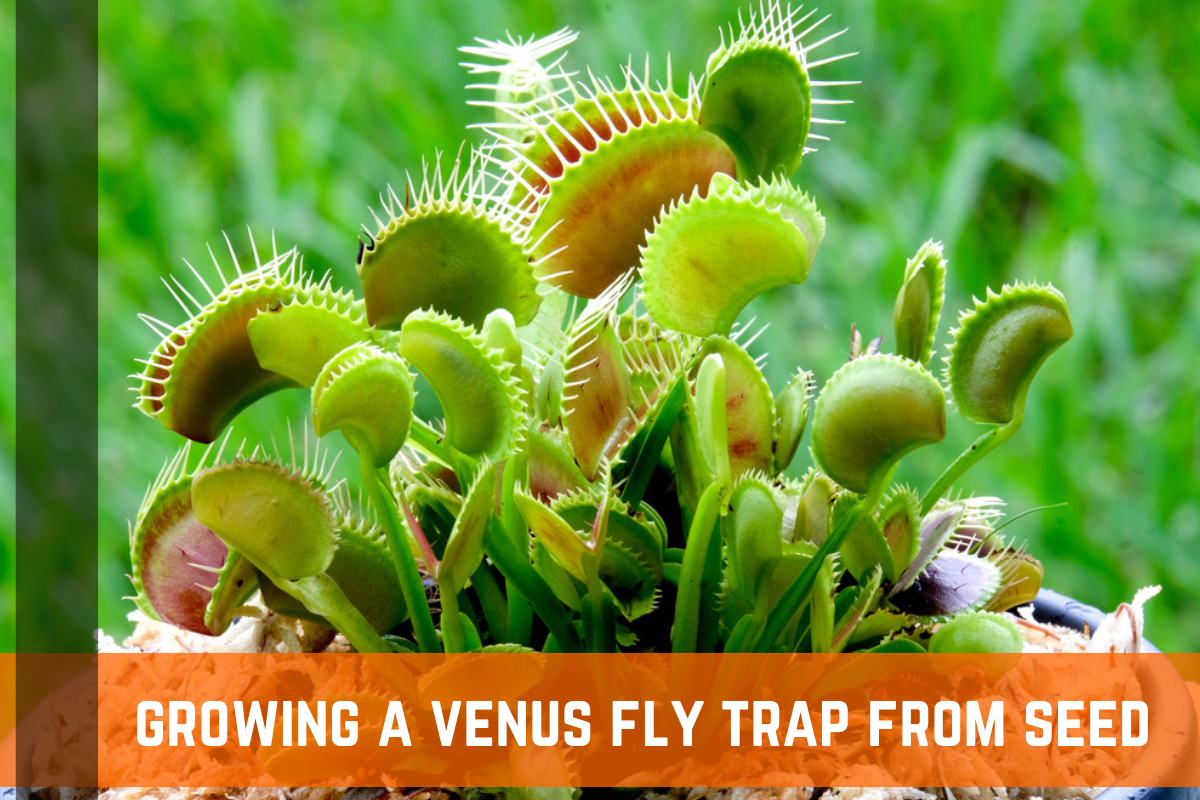 Grow Your Own Venus Fly Trap From Seed