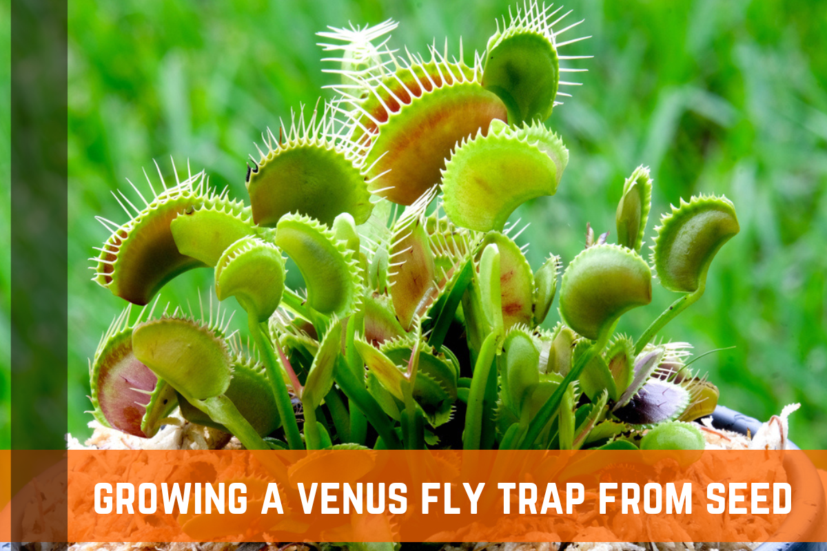 Venus Fly Trap Seeds Clearance | ststephen-pc.gov.uk