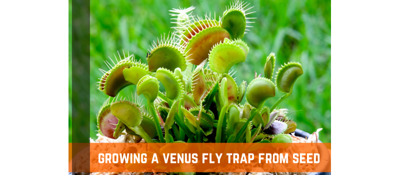 Venus Fly Trap: How Much Water & Light Does it Need to Thrive?