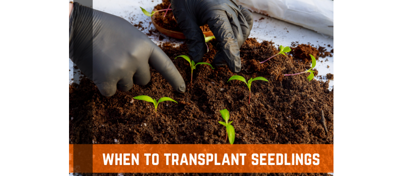 Transplanting Seedlings - Complete Guide & Instruction