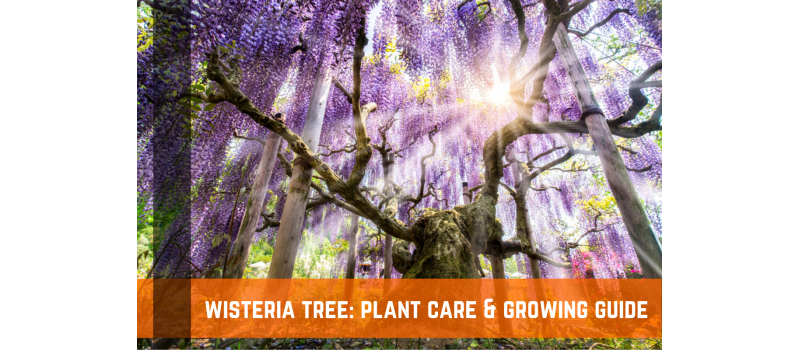 Wisteria Tree: Plant Care & Growing Guide