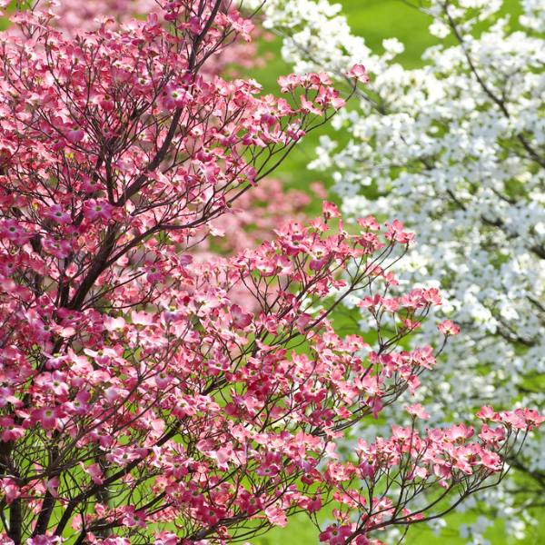 what animals eat dogwood trees