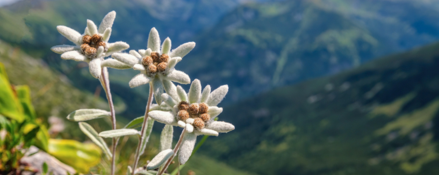 Edelweiss Flower Edelweiss Leontopodium Alpinum 100 Seeds